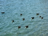 Tn scooterata sul garda 030